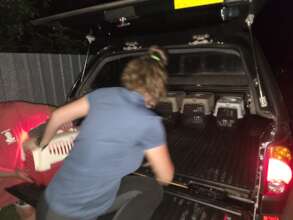 A rescuer quickly loads animals into the vehicle