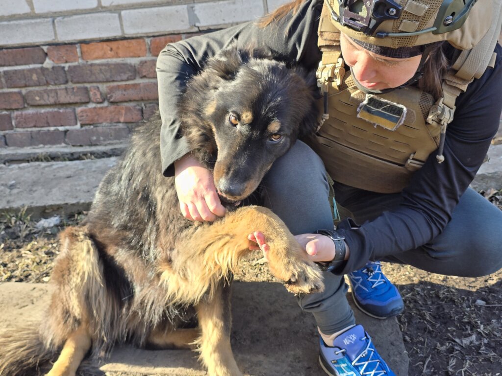 This dog was found close to the frontline