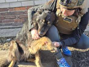 This dog was found close to the frontline
