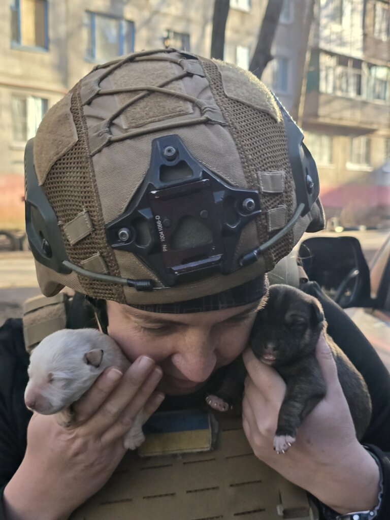 Two puppies rescued during an evacuation mission