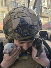 Two puppies rescued during an evacuation mission