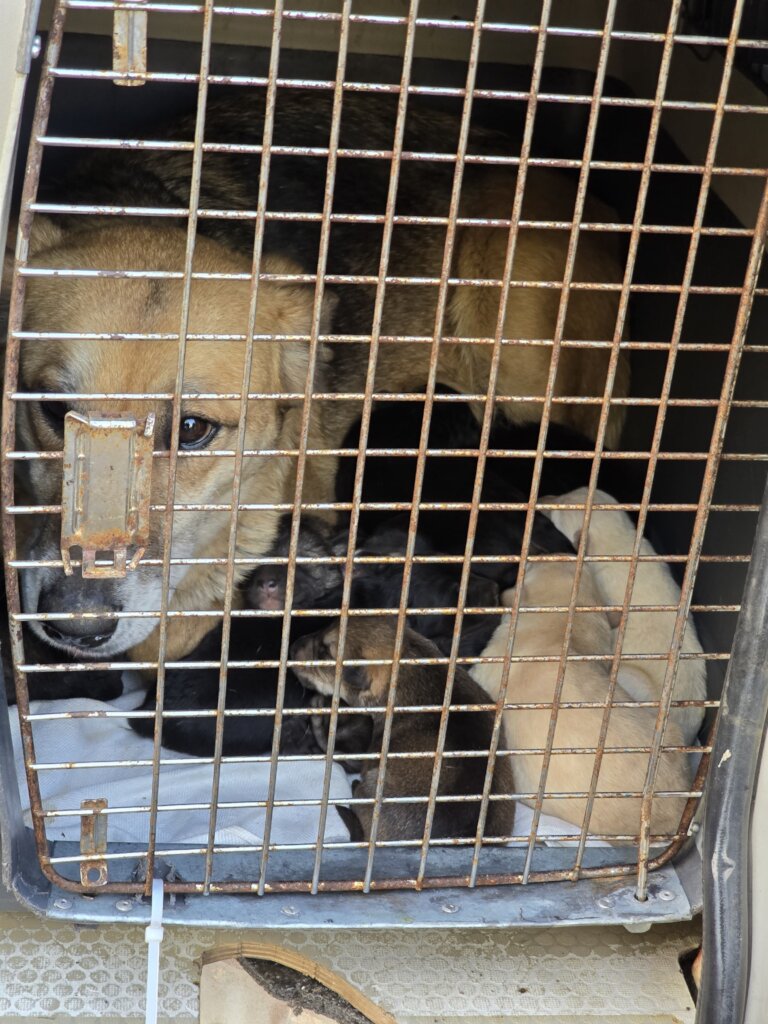 Dogs and puppies rescued from near the frontline