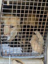 Dogs and puppies rescued from near the frontline