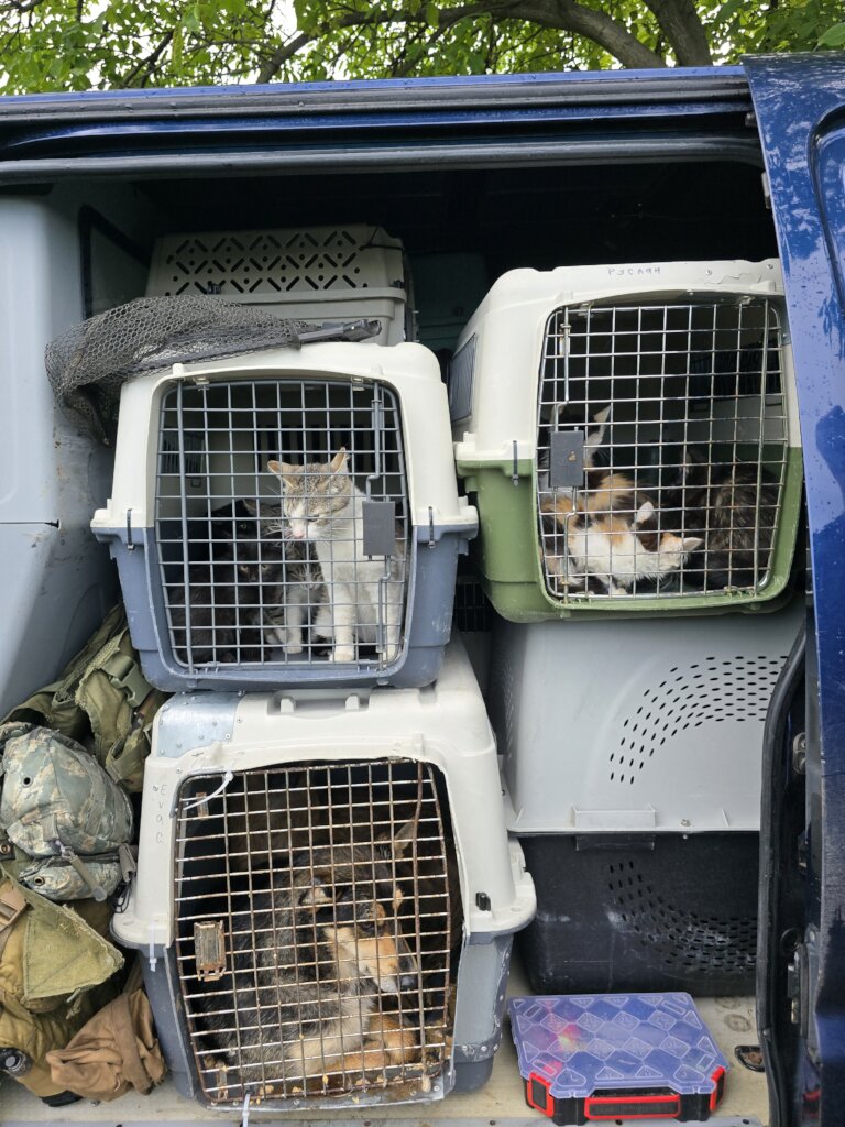 Evacuated pets loaded in back of rescue vehicle