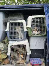 Evacuated pets loaded in back of rescue vehicle