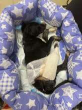 Bunny saved by Anna from Kherson