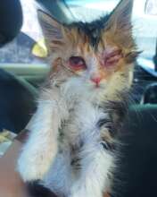 Cat injured treated by 4Paws Kherson