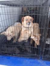 Dogs saved from Korosten transported to ROLDA