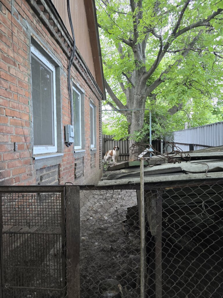 An abandoned dog waits in a garden to be rescued