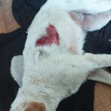 Dog abused saved by 4Paws Shelter in Kherson