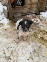 Puppy in snow, they never should have empty bowls!