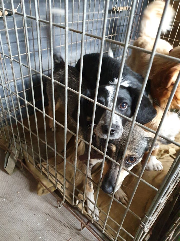 Dogs saved from Korosten, Ukraine