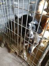 Dogs saved from Korosten, Ukraine