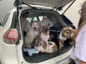 Dogs from Odessa arrived safely at ROLDA