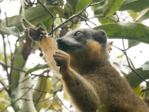 Collared brown lemur; Photo by Kelsey Hartman