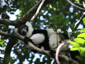Ruffed lemur; Photo by Mariah Donohue