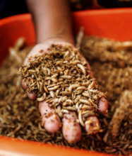 Black Soldier Fly larvae produced from local farm