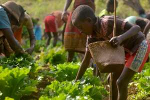 Harvesting from new community agricultural field