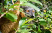 Regenerating Rainforests in Madagascar