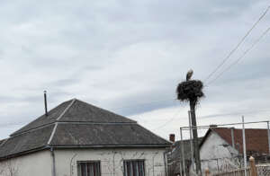 A stork nest near the Welfare Center