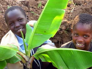 Planting banana trees