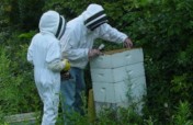 Help Afghan Women become Beekeepers