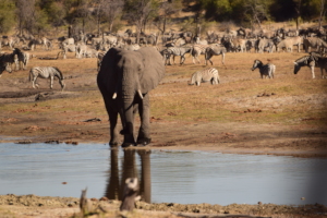 Elephants and Zebra at the Boteti River