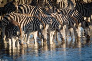 Zebras drinking at the Boteti River