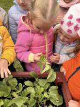 Harvesting Beets