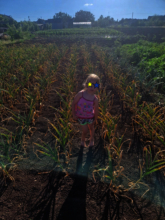 Fields of vegetables!