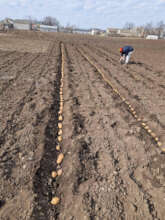 Frontline families planting potato