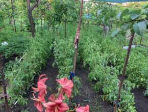 Home garden for community sharing
