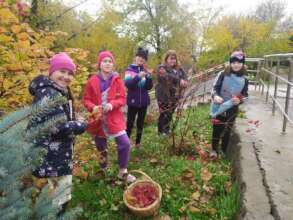 Kyiv - Picking viburnum berries
