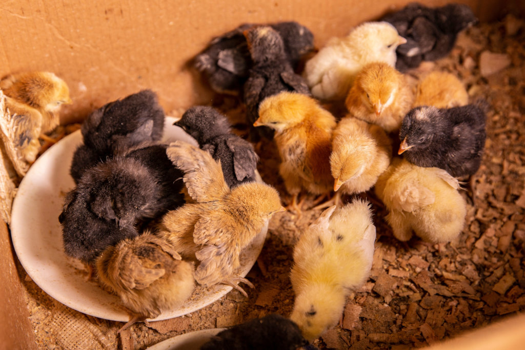 Empower 220 women in Kenya with $20 for 2 chicken.