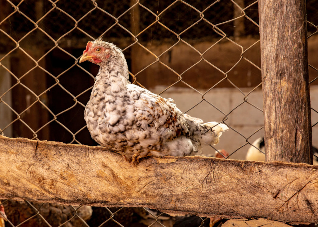 Empower 220 women in Kenya with $20 for 2 chicken.