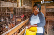 Empower 220 women in Kenya with $20 for 2 chicken.