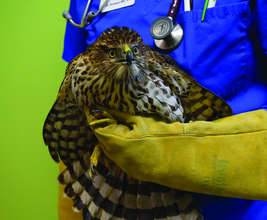 Injured hawk