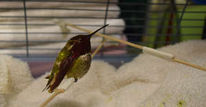 Lethargic hummingbird