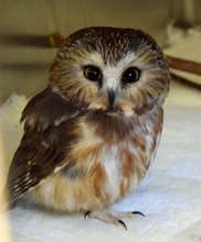 Northern Saw-Whet Owl attached by cat