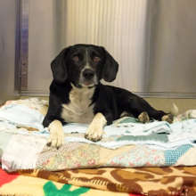 Sweet Border Collie found near the I-84 freeway