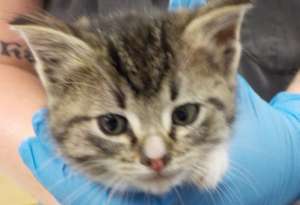 Abandoned 8 week-old kitten