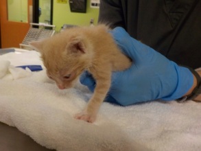 Stray kitten fostered by DoveLewis employee