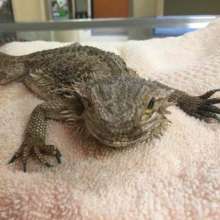 Stray bearded dragon