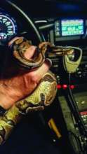 Stray python Forky takes a ride in a police car