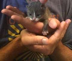 1 week-old kitten found abandonded in a garbage ca