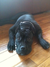 Lola
