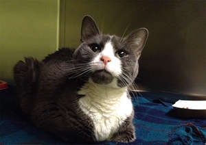 Stray cat suffering from an abdominal mass