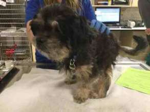 Abandoned dog