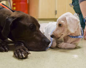 Stray dogs Phillip and Dade are best friends