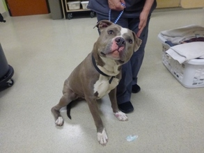 2-year-old pitbull mix with skin problems